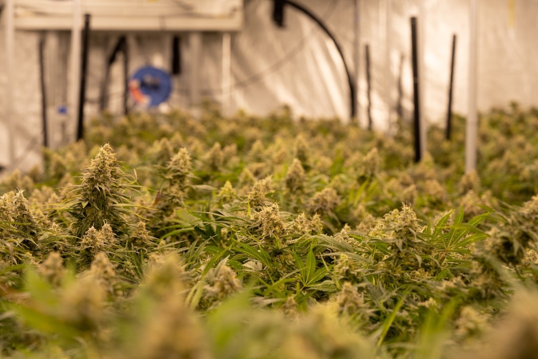 a large field of green plants in a greenhouse